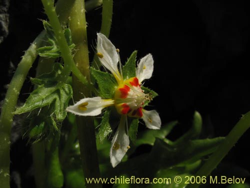 Image of Loasa elongata (). Click to enlarge parts of image.