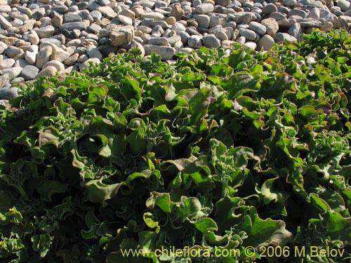 Bild von Mesembryanthemum crystallinum (). Klicken Sie, um den Ausschnitt zu vergrössern.