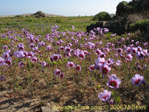 Image of Leucocoryne purpurea (). Click to enlarge parts of image.