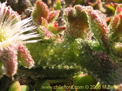Bild von Mesembryanthemum crystallinum (). Klicken Sie, um den Ausschnitt zu vergrössern.