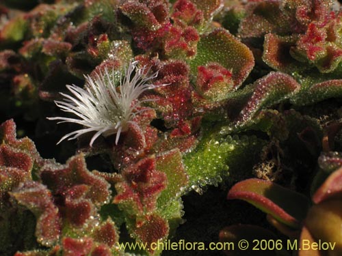 Bild von Mesembryanthemum crystallinum (). Klicken Sie, um den Ausschnitt zu vergrössern.