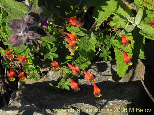Tropaeolum tricolor의 사진