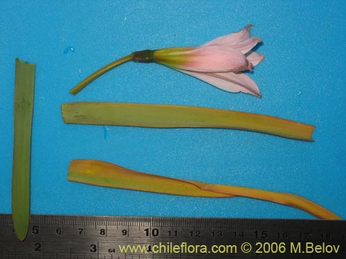 Rhodophiala advena의 사진