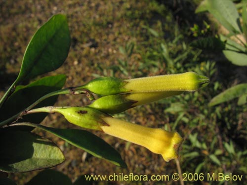 Image of Nicotiana glauca (Palqui extranjero / Palqui inglés / palán palán / palancho / gandul / tabaco moruno). Click to enlarge parts of image.