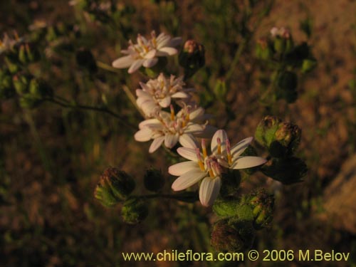 Image of Leucheria sp. #1658 (). Click to enlarge parts of image.
