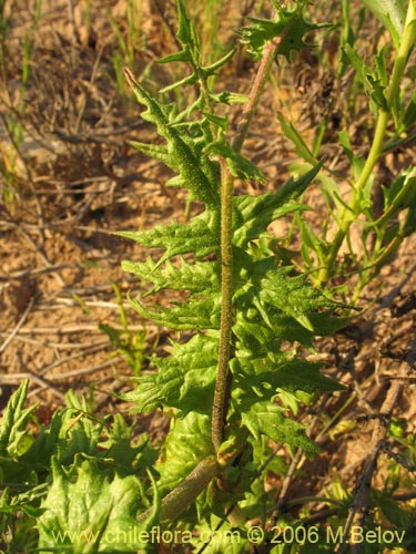 Image of Leucheria sp. #1658 (). Click to enlarge parts of image.