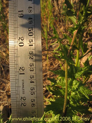 Image of Leucheria sp. #1658 (). Click to enlarge parts of image.