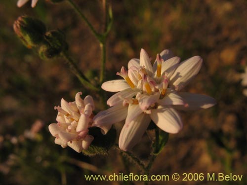 Image of Leucheria sp. #1658 (). Click to enlarge parts of image.