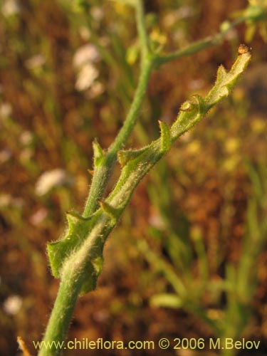 Image of Leucheria sp. #1658 (). Click to enlarge parts of image.