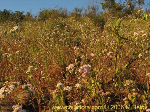 Image of Leucheria sp. #1658 (). Click to enlarge parts of image.