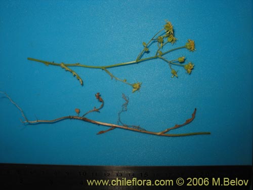 Image of Leucheria sp. #1658 (). Click to enlarge parts of image.