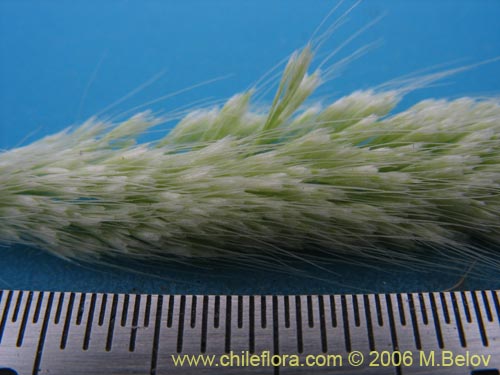 Image of Lamarkia aurea (). Click to enlarge parts of image.