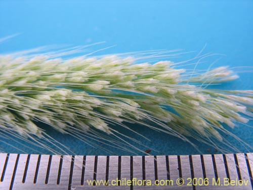 Image of Lamarkia aurea (). Click to enlarge parts of image.