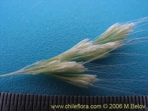 Image of Lamarkia aurea (). Click to enlarge parts of image.