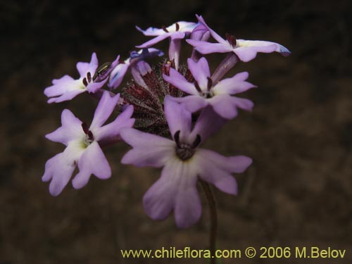 Imágen de Verbena sp. #3075 (). Haga un clic para aumentar parte de imágen.
