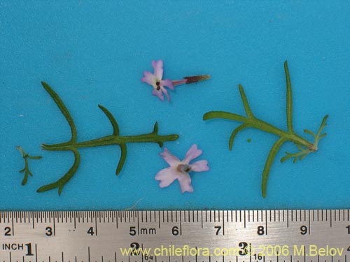 Imágen de Verbena sp. #3075 (). Haga un clic para aumentar parte de imágen.