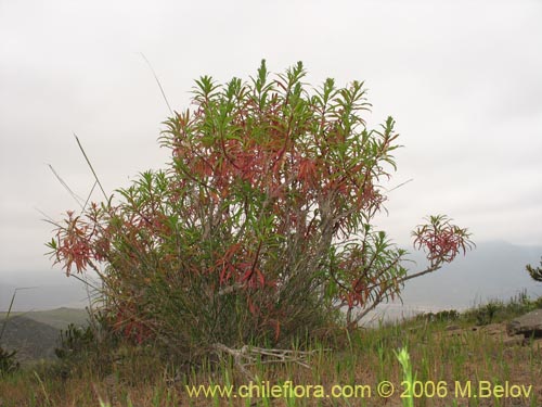 Image of Lobelia polyphylla (Tabaco del diablo / Tupa). Click to enlarge parts of image.