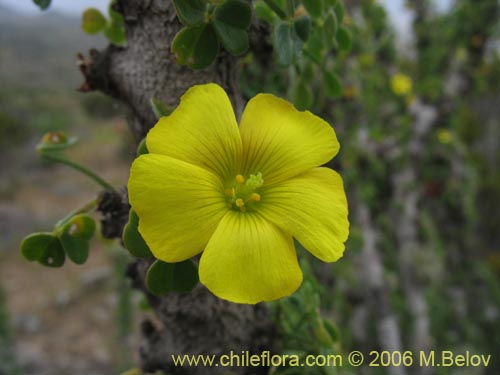 Bild von Oxalis gigantea (). Klicken Sie, um den Ausschnitt zu vergrössern.