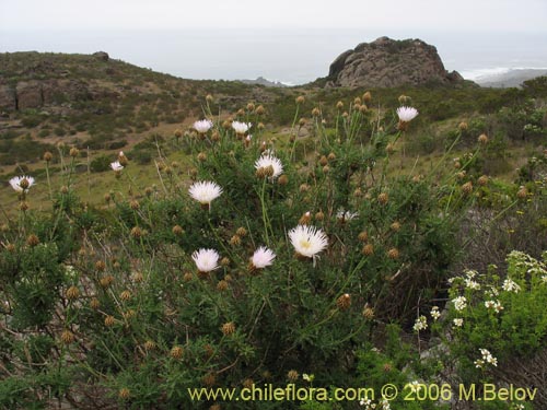 Image of Centaurea floccosa (). Click to enlarge parts of image.