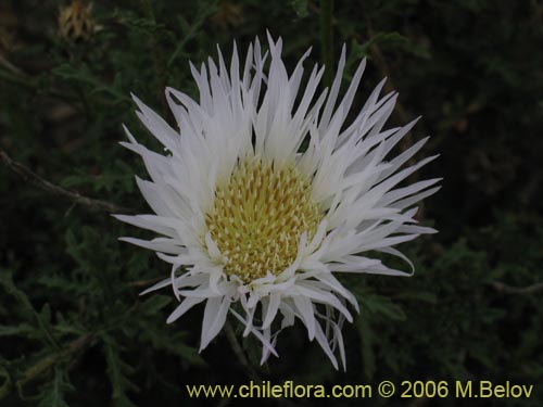 Image of Centaurea floccosa (). Click to enlarge parts of image.