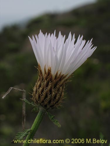 Image of Centaurea floccosa (). Click to enlarge parts of image.