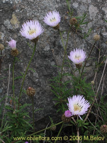 Image of Centaurea floccosa (). Click to enlarge parts of image.