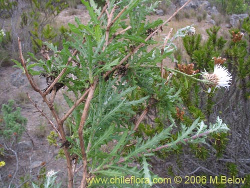 Image of Centaurea floccosa (). Click to enlarge parts of image.