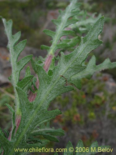 Image of Centaurea floccosa (). Click to enlarge parts of image.