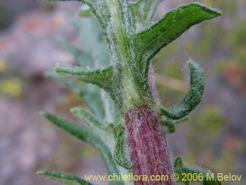 Image of Centaurea floccosa (). Click to enlarge parts of image.