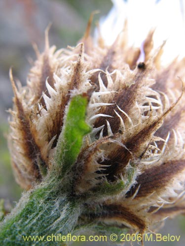 Image of Centaurea floccosa (). Click to enlarge parts of image.