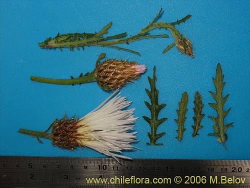 Image of Centaurea floccosa (). Click to enlarge parts of image.