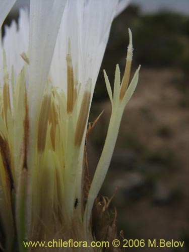 Image of Centaurea floccosa (). Click to enlarge parts of image.