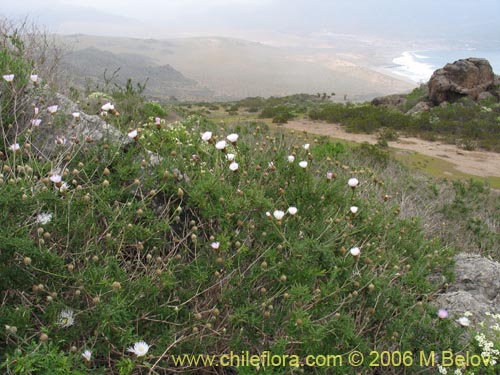 Image of Centaurea floccosa (). Click to enlarge parts of image.
