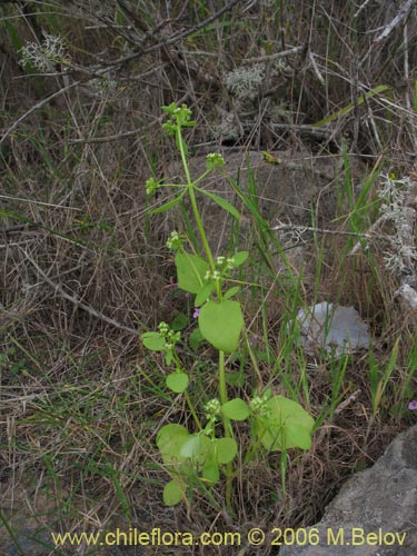 没断定的植物 sp. #2381的照片