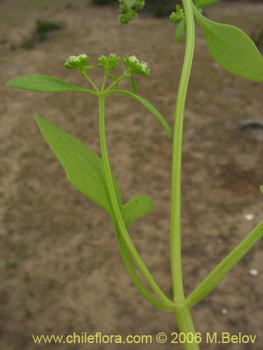 没断定的植物 sp. #2381的照片