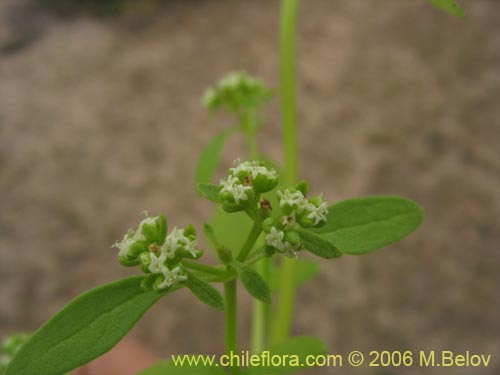 没断定的植物 sp. #2381的照片