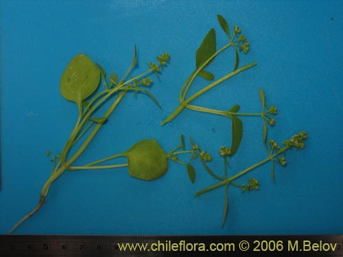 没断定的植物 sp. #2381的照片