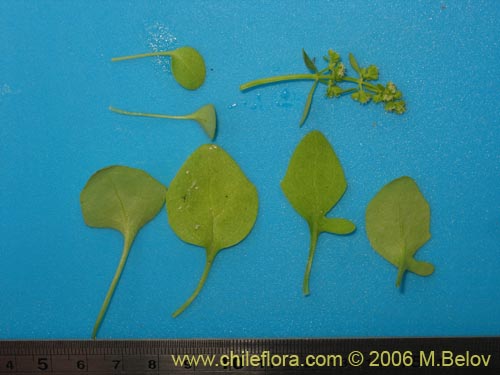 没断定的植物 sp. #2381的照片