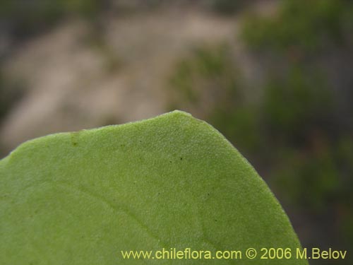 没断定的植物 sp. #2381的照片