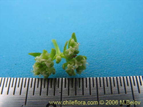 没断定的植物 sp. #2381的照片