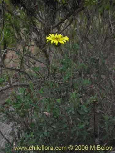 Asteraceae sp. #1886의 사진