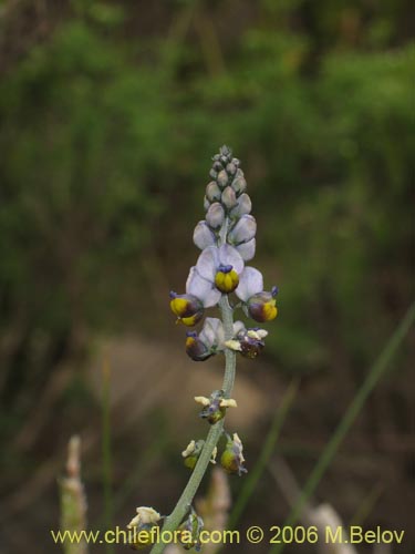 Image of Pteromonnina pterocarpa (Monina / Agua-rica). Click to enlarge parts of image.