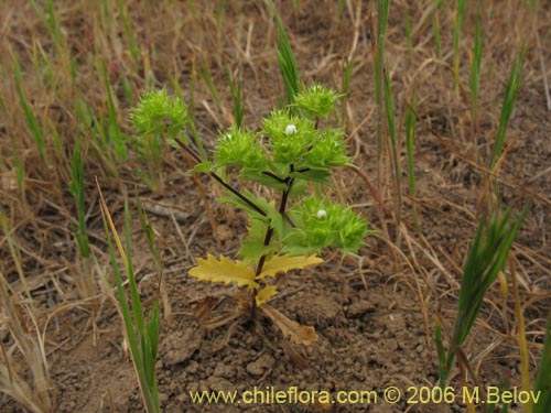 Imágen de Triptilion gibbosum (). Haga un clic para aumentar parte de imágen.