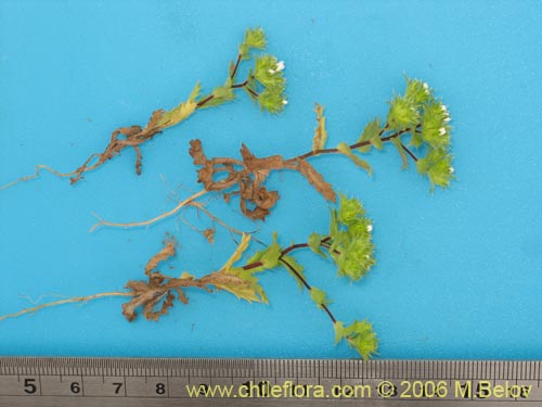 Imágen de Triptilion gibbosum (). Haga un clic para aumentar parte de imágen.