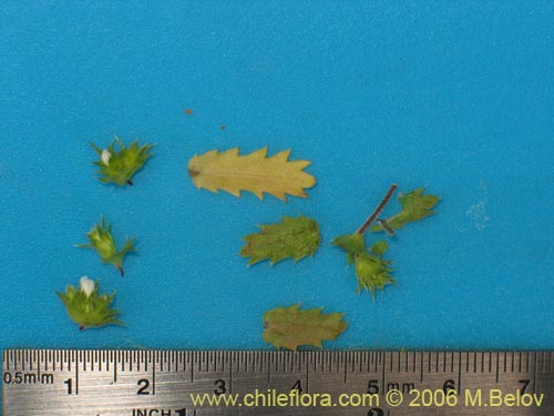 Imágen de Triptilion gibbosum (). Haga un clic para aumentar parte de imágen.