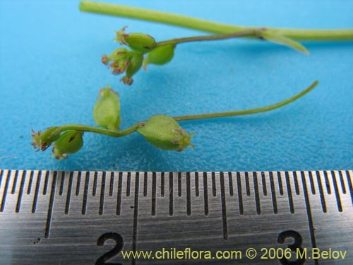 Image of Dioscorea sp. #1500 (). Click to enlarge parts of image.