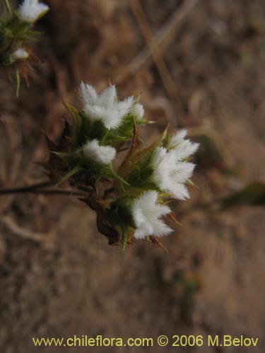 Imágen de Triptilion gibbosum (). Haga un clic para aumentar parte de imágen.
