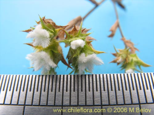 Imágen de Triptilion gibbosum (). Haga un clic para aumentar parte de imágen.