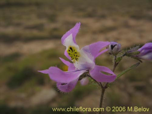 Image of Schizanthus porrigens (). Click to enlarge parts of image.