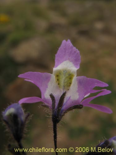 Image of Schizanthus porrigens (). Click to enlarge parts of image.